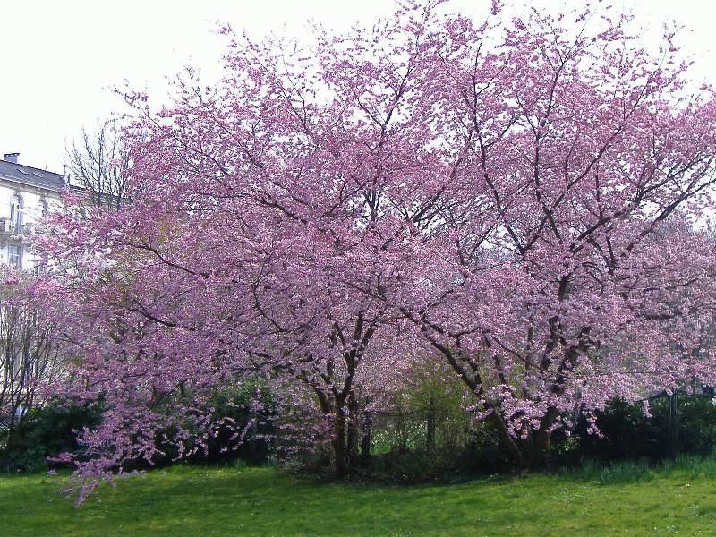 Fruehling in Baden Baden (8) 
